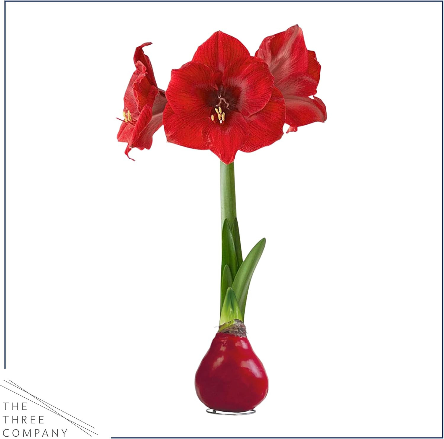 Waxed Amaryllis Bulb – Red Wax with Red Blooms – Live Holiday Gift Plant, Easy C
