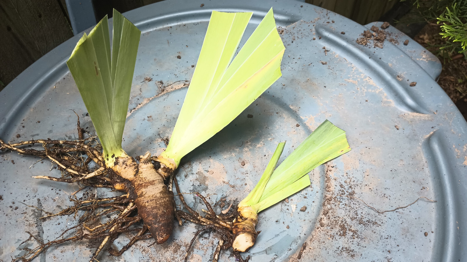 Lot of 2: German Tall Bearded Bicolor Iris – 2 Rhizomes ~ deep purple + lavender