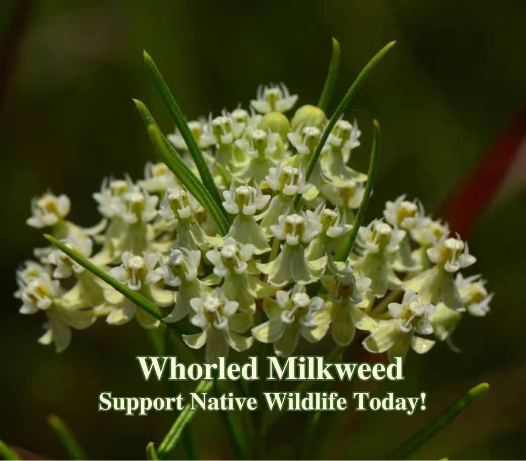 Whorled Milkweed Seeds Texas Native Seeds Asclepias Verticillata Pollinator Seed
