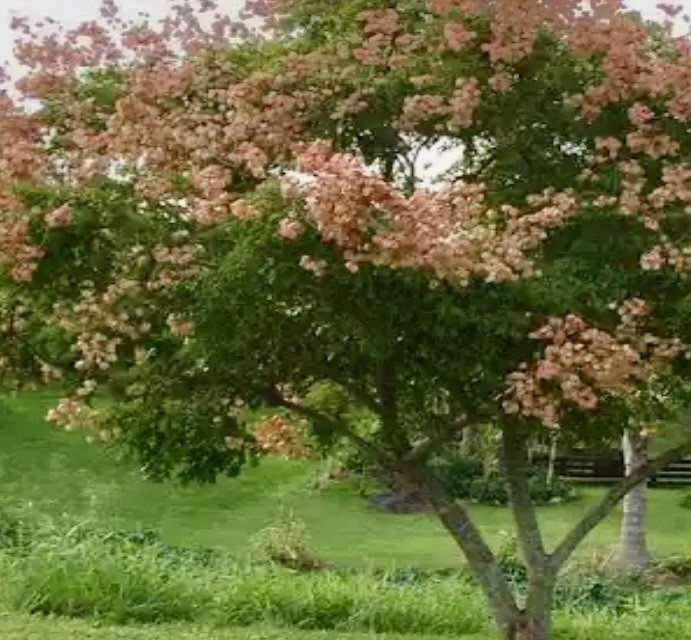 25 Golden Rain Tree Seeds Koelreuteria Elegans, Color Changing Flower Shade Tree