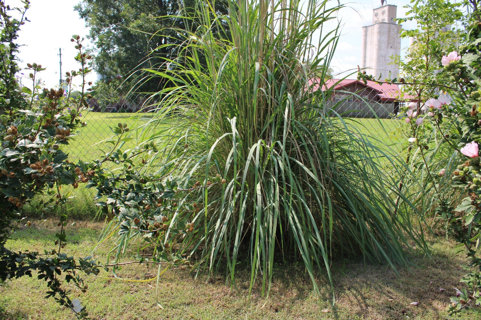 1000+ Ornamental Pampas Grass Seeds Perennial Drought Hardy Fast Growers 10 Feet