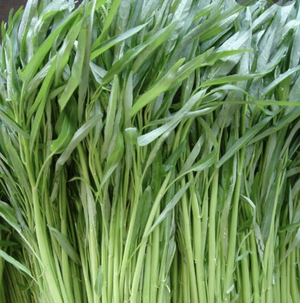 50+ Thai Water Spinach seeds Ong Choy Kangkong Kong Xin Cai Buy2get1Free(add2)