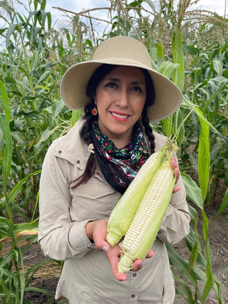 Tlaxcala Conico Cremoso Corn Seeds (1 lb) / MEXICAN HEIRLOOM / Non-GMO / RARE