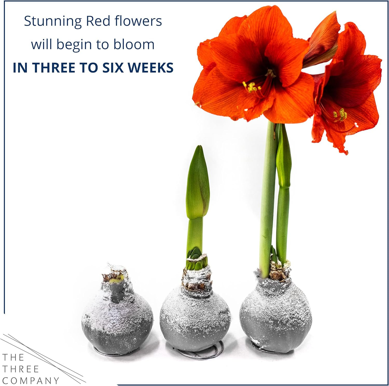 Snow Flecked Waxed Amaryllis Bulb – Silver Wax with Red Blooms – Live Holiday Gi