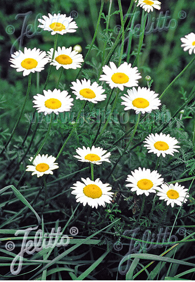 Anthemis tinctoria Alba 250 seeds