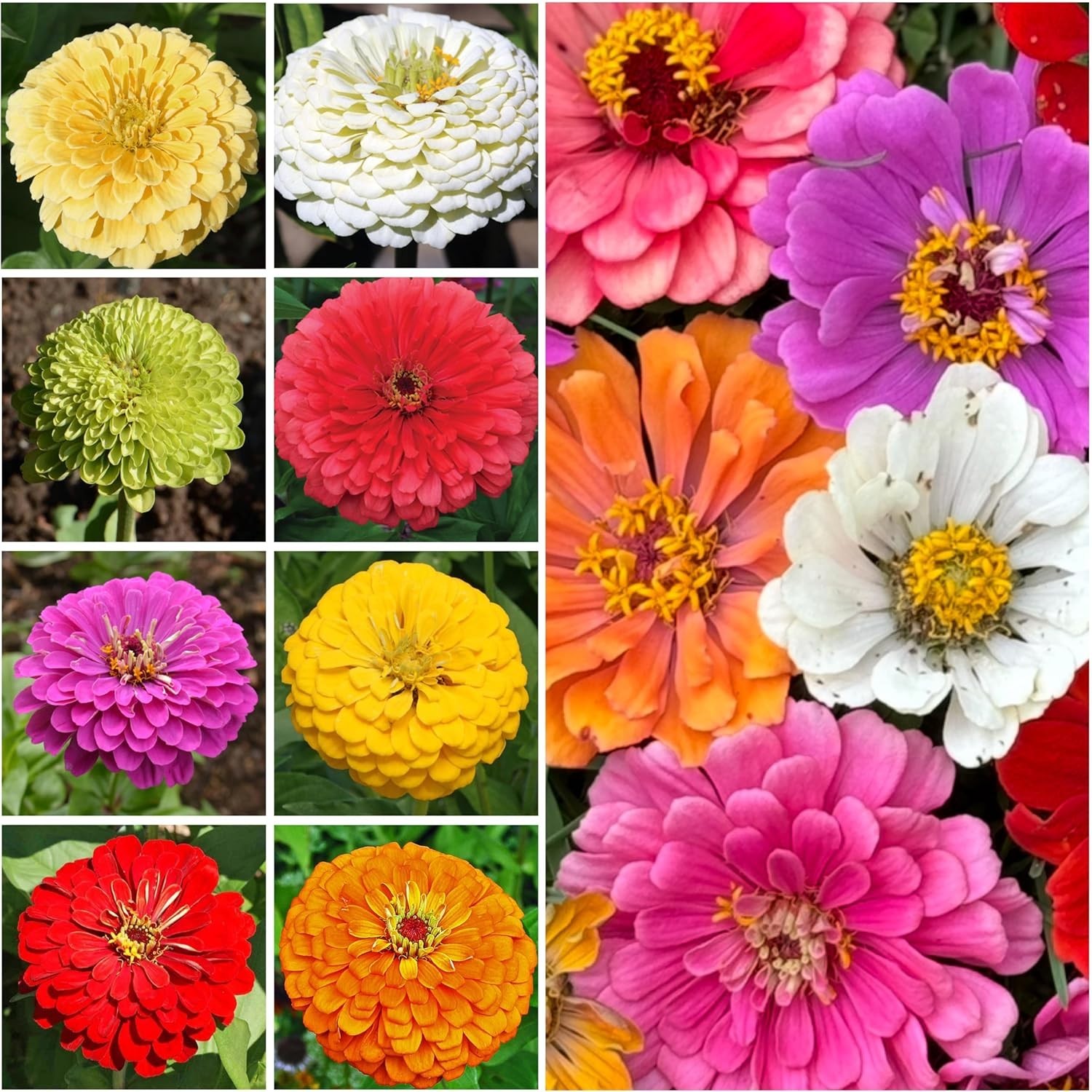 Seed Needs California Giants Zinnias – 9 Individual Heirloom Seed Packets