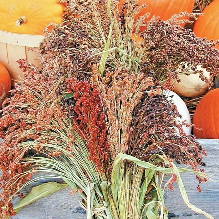 100+BROOM CORN Seeds Heirloom Sorghum Vegetable Grain Multi Color Crafts Easy