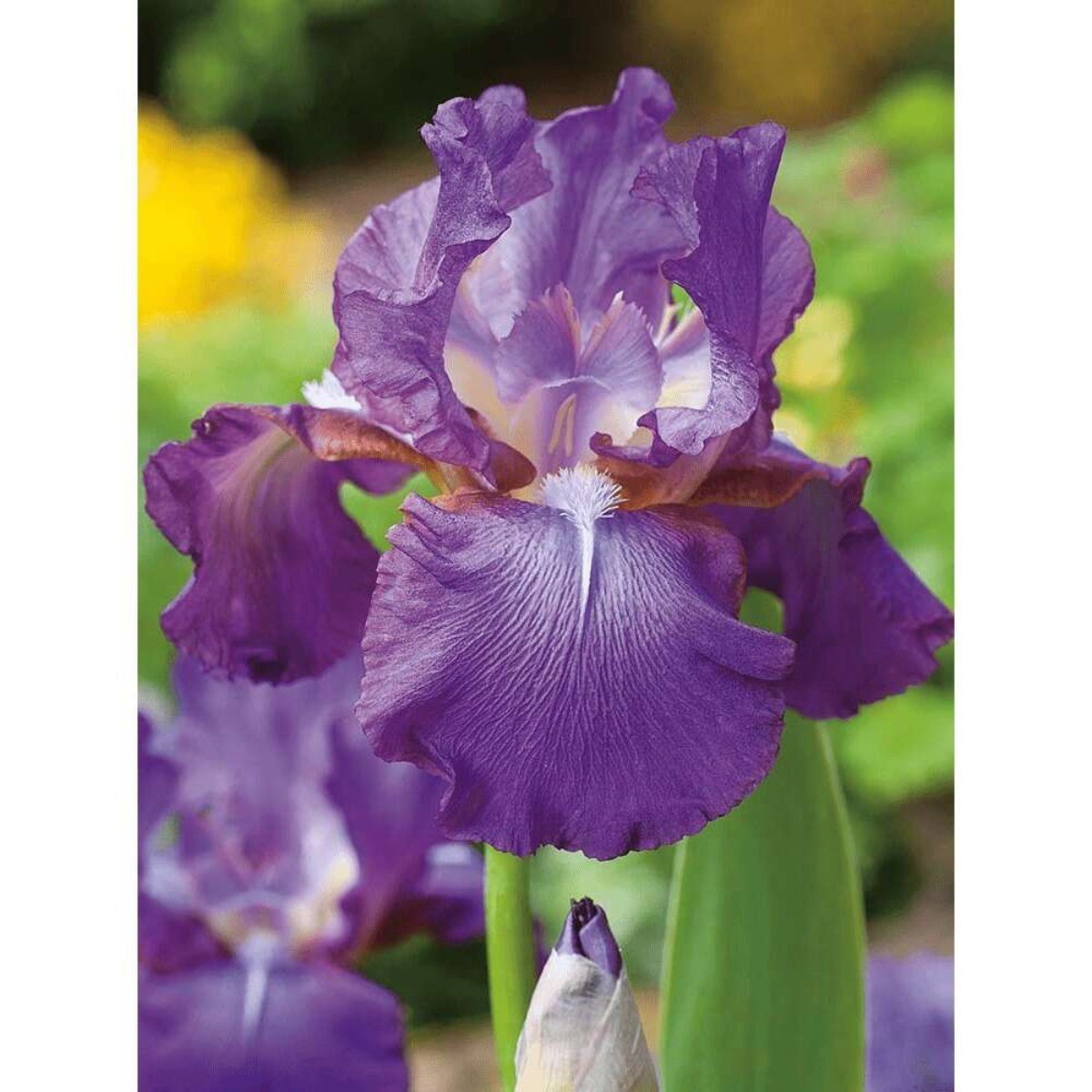 500+ Purple Blue Iris Seeds New Crop Violet Iris Flowers Seeds
