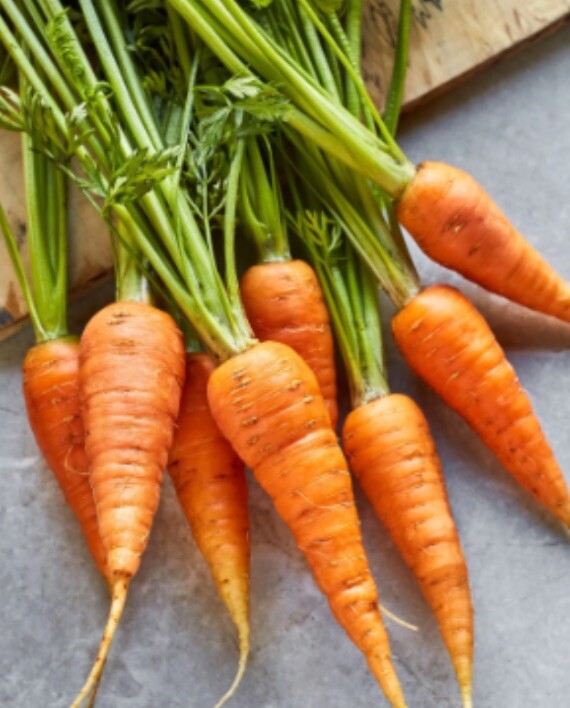 Fresh Danvers Carrot Heirloom Seeds Vegetable Garden 250 Garden Planting Non-GMO