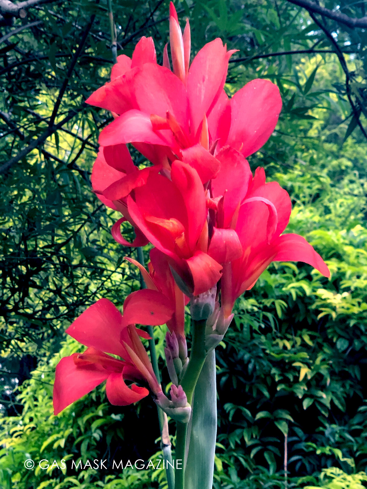 Pink & Salmon Compacta Canna Lily Live Plant Rhizome