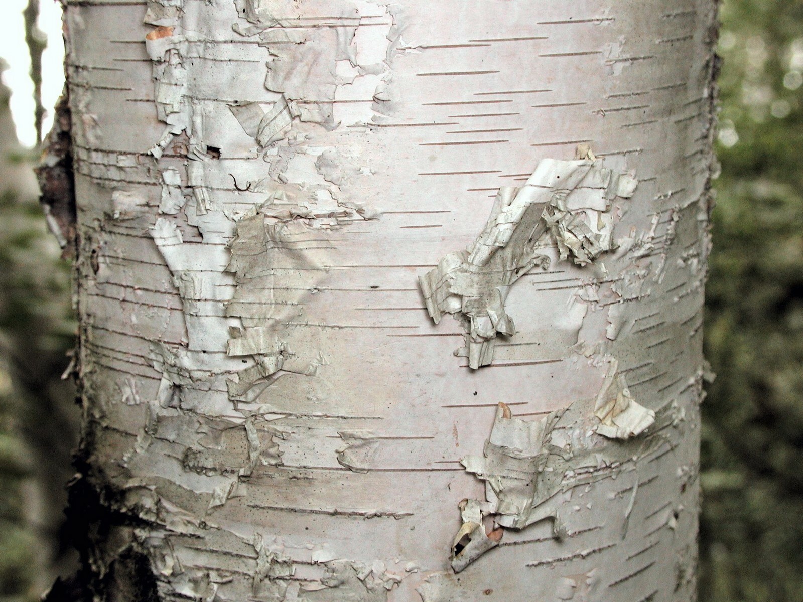 Paper Birch, Betula papyrifera, Tree Seeds