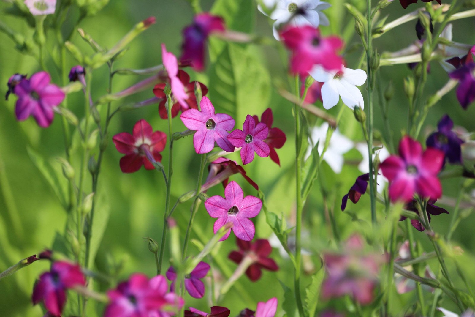 100 MIXED COLORS NICOTIANA Alata (Ornamental Flowering Tobacco) Flower Seeds