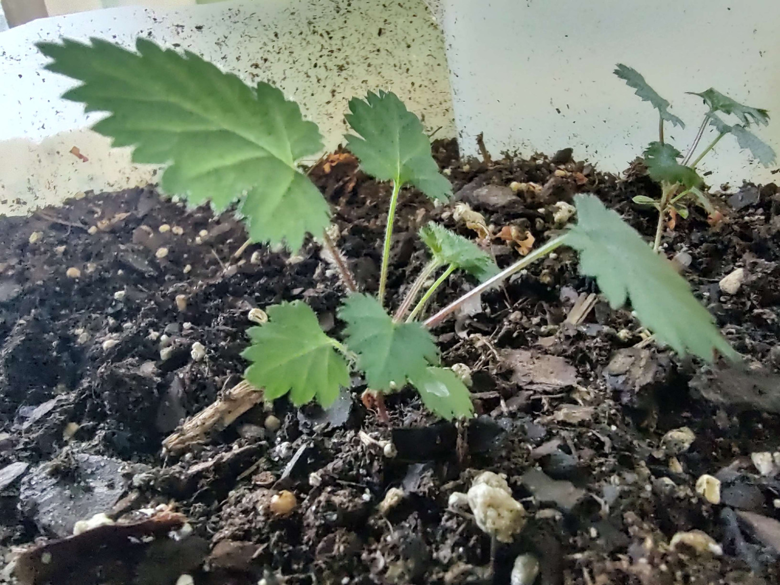 40+ Blackberry Seeds ~Sweet Black Berries ~Organic ~Ready to Plant