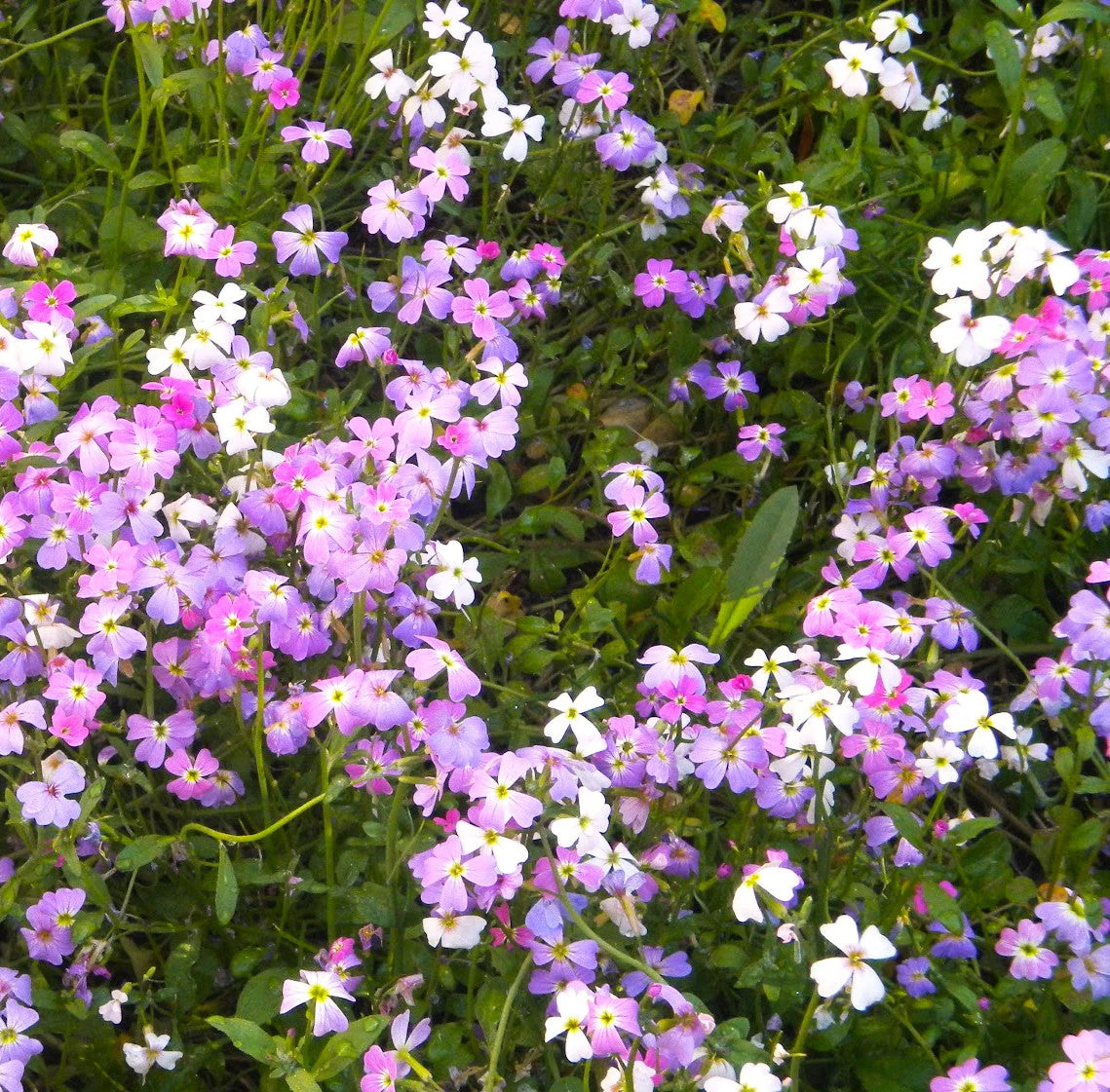 Virginia Stock Mix Seeds – For 2025 Planting Highly Scented Fragrant Low Growing