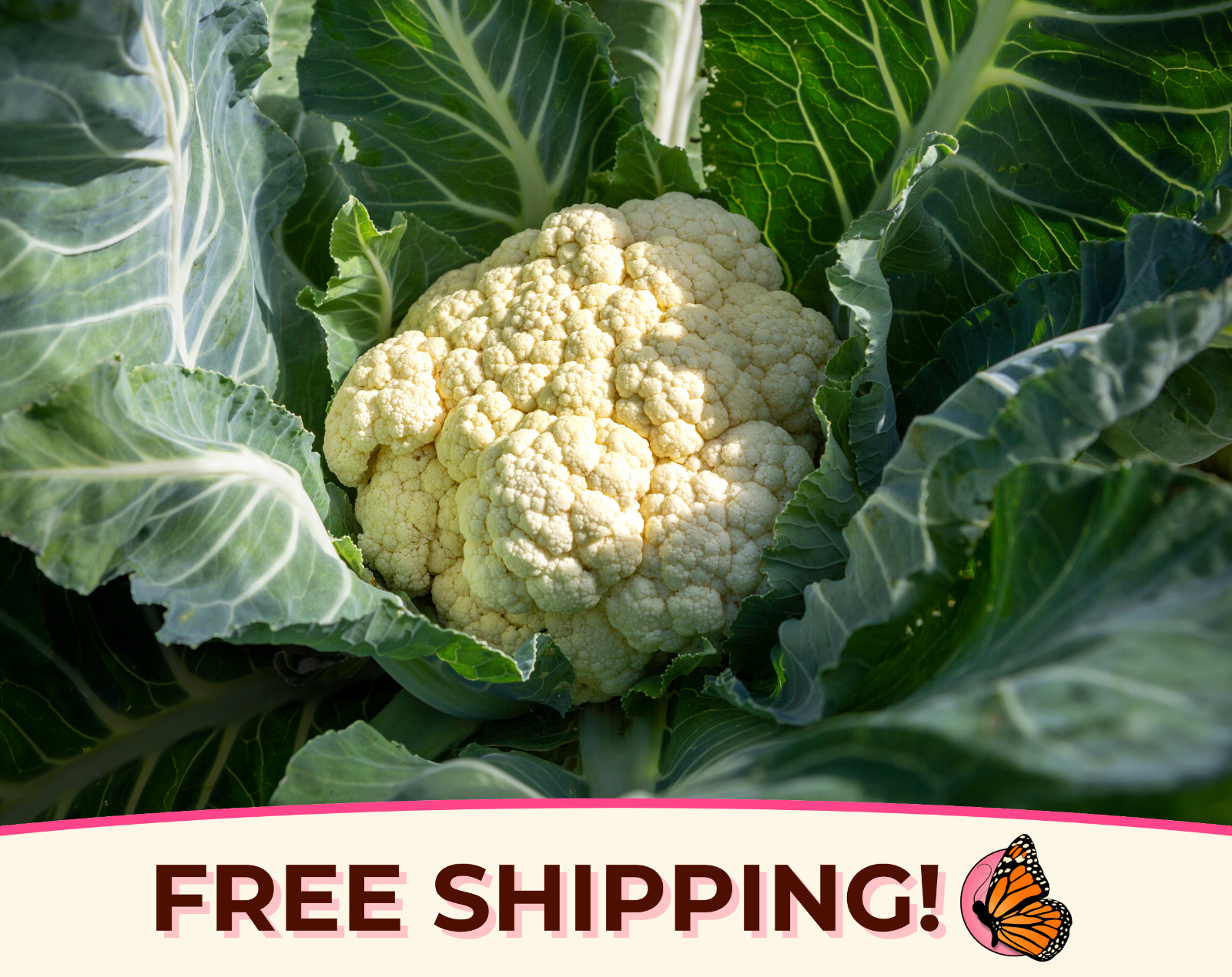 850+ White Cauliflower Seeds ‘Snowball’ | Heirloom, Non-GMO, Vegetable Gardening