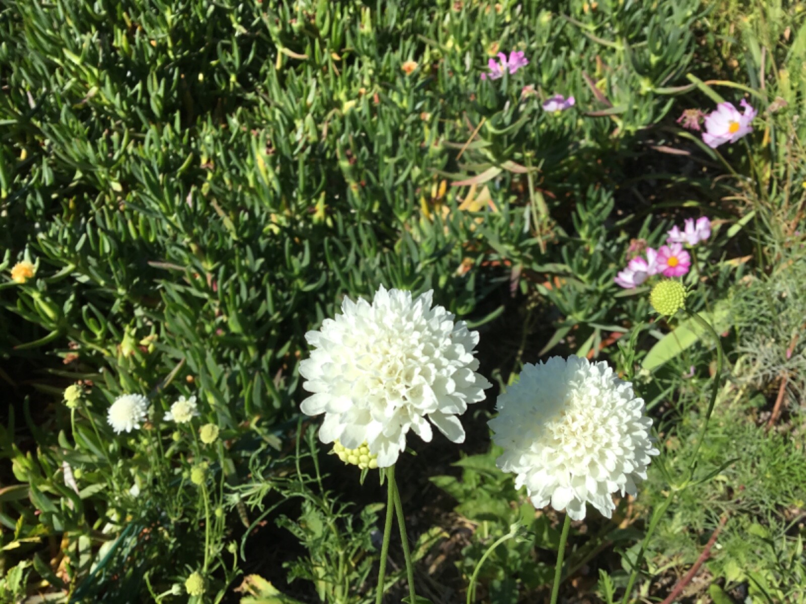 Scabiosa “Snowball” Wedding Flower seeds Pincushion 50 seeds