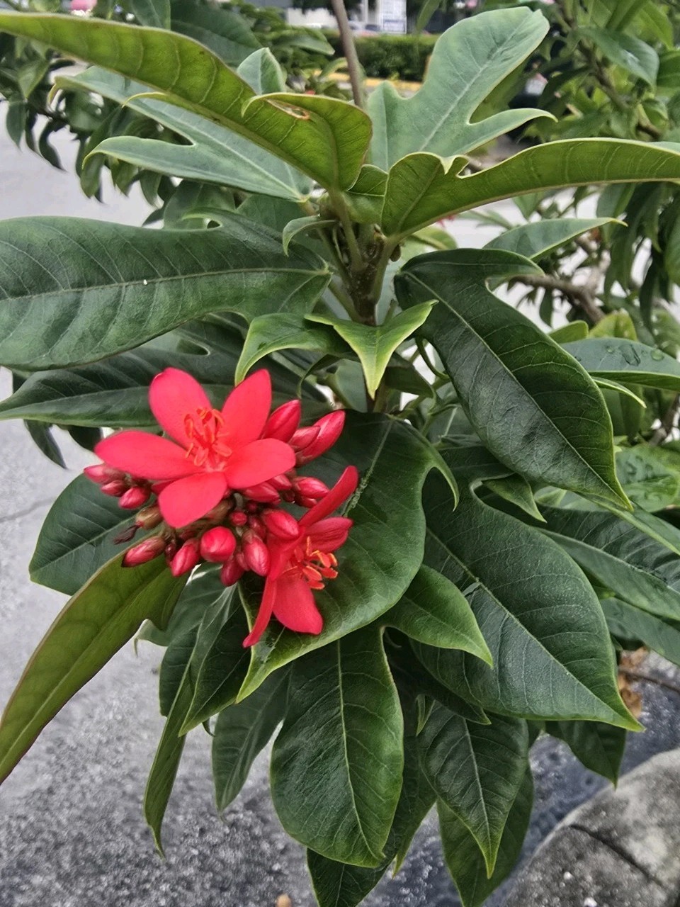 Tropical Red Jatropha ( Peregrina or spicy jatropha) 6 Fresh Cuttings 10″ Inc