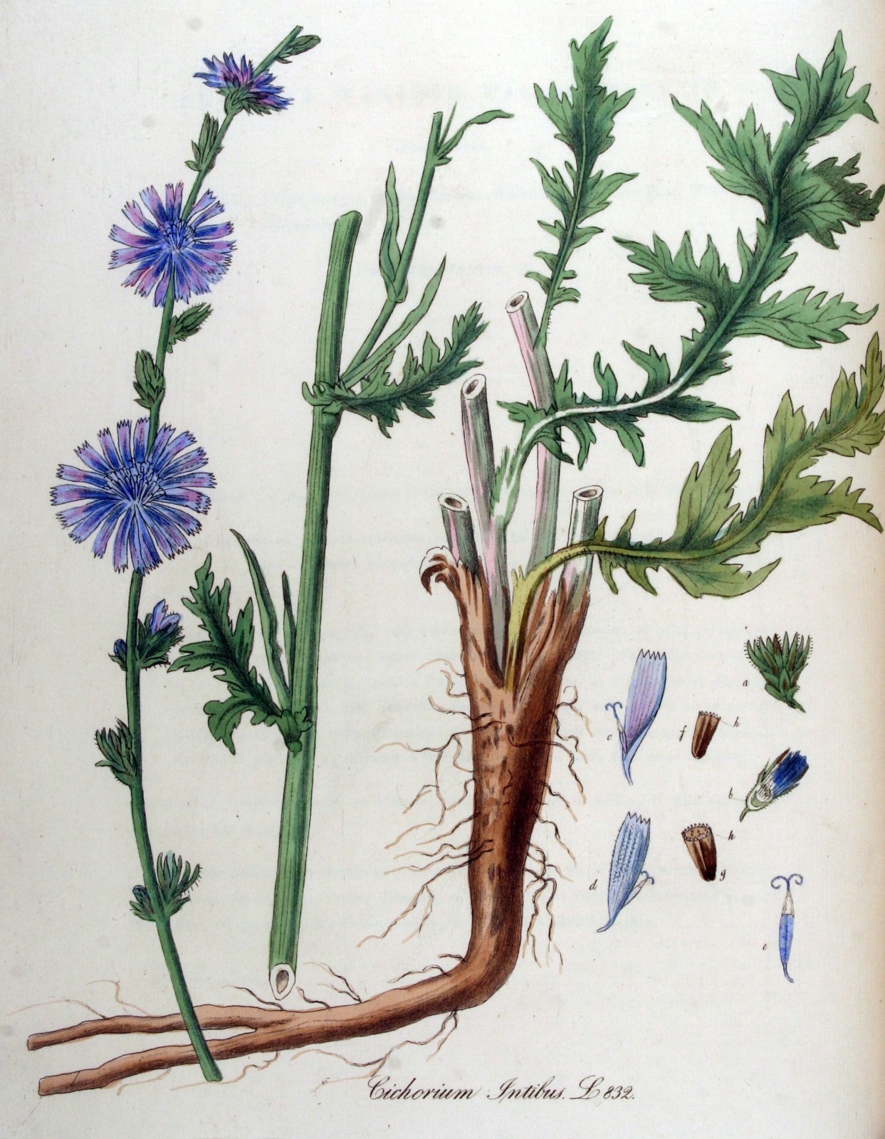 1001+CHICORY Flower Seed Organic Natural Herbal Tea Coffeeweed Edible Wildflower