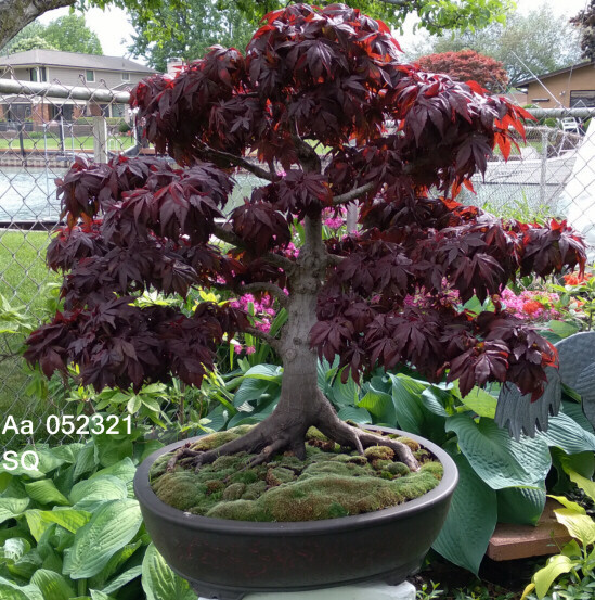 SEEDS Red Japanese Maple, Acer palmatum atropurpureum, 15 seeds