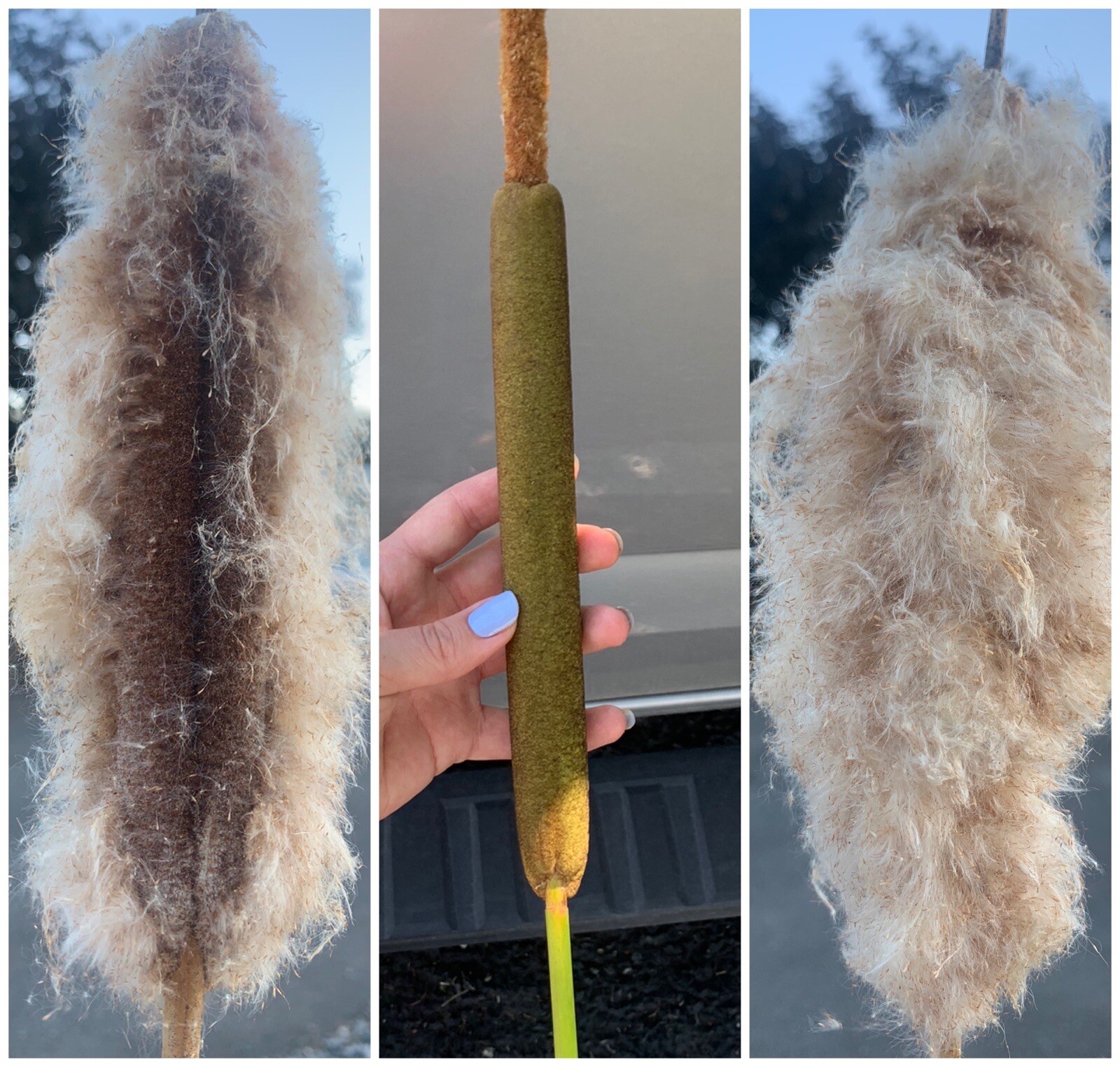 Typha Latifolia Cattail Seeds 1000+ Seeds ‼️Free Shipping USA OREGON Grown