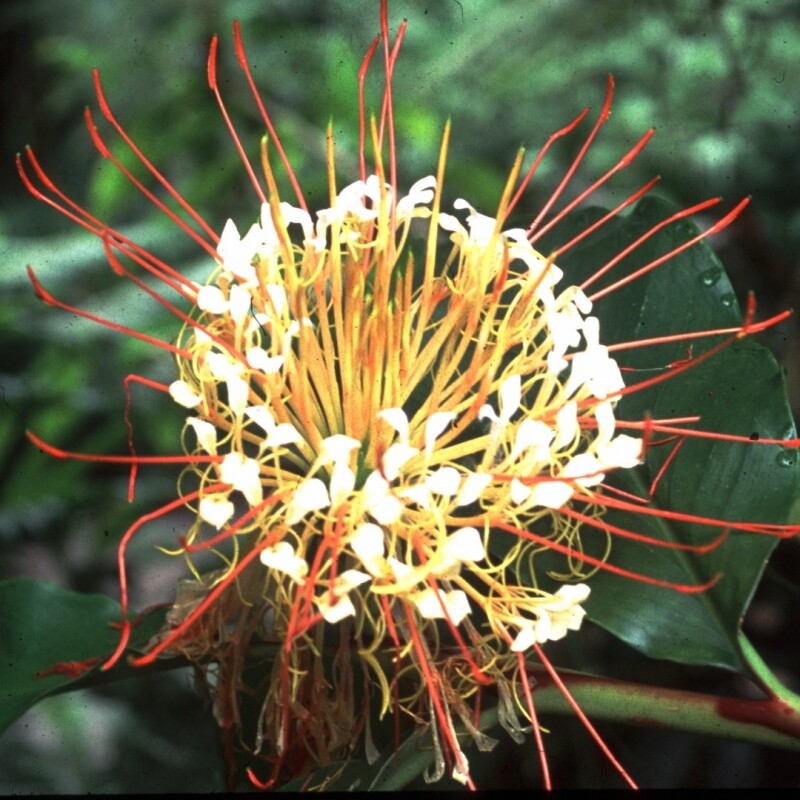 Hedychium ellipticum Butterfly Ginger UNUSUAL GINGER Seeds!
