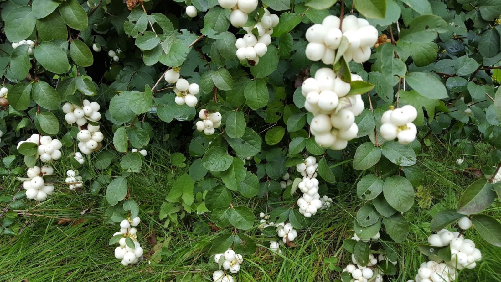 Snowberry (Symphoricarpos albus) plant, 1 year old bare root