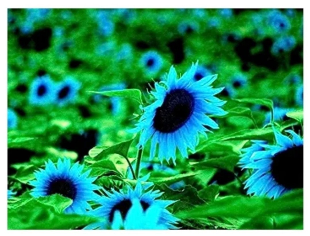 RARE! Midnight Blue Sunflower Seeds – 50 Seeds – Attracts Bees/Butterflies