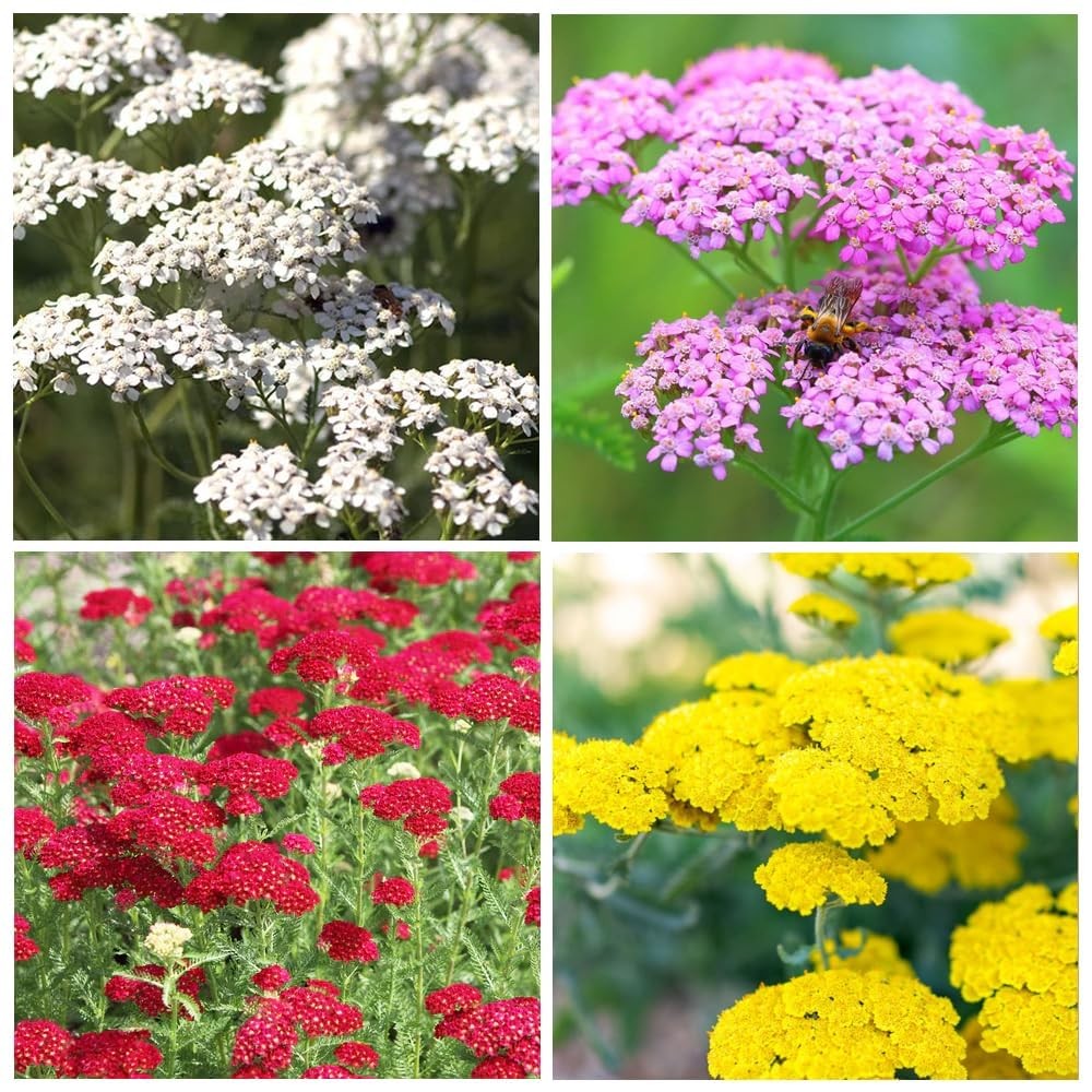 12000+ Mixed Yarrow Seeds for Planting – Achillea Millefolium Flower Seed Mix…