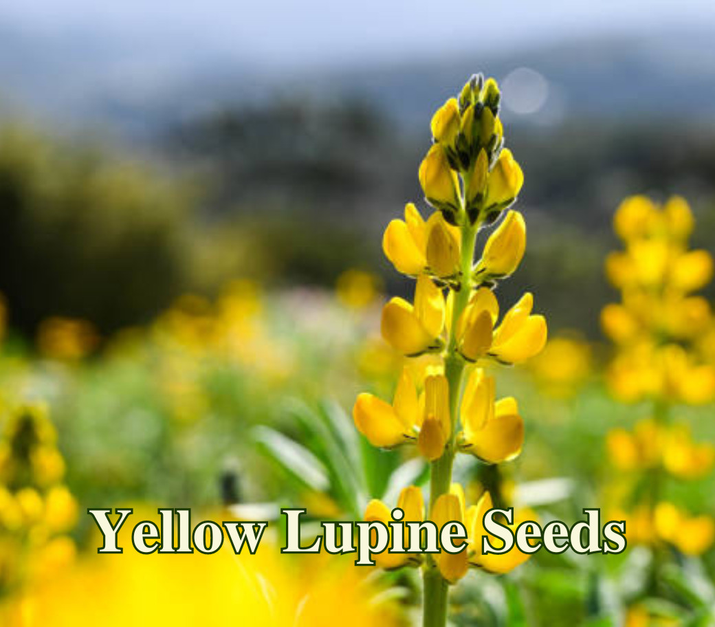 Yellow Lupine Seeds California Native Lupinus densiflorus Drought Tolerant Lands