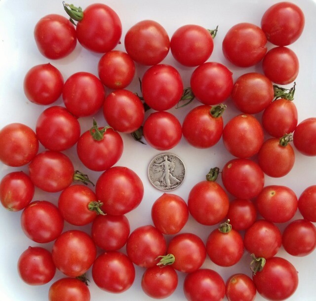 Riesentraube – Rare German Cherry 25 Seeds Buy any 3 or more varieties, 20% off!