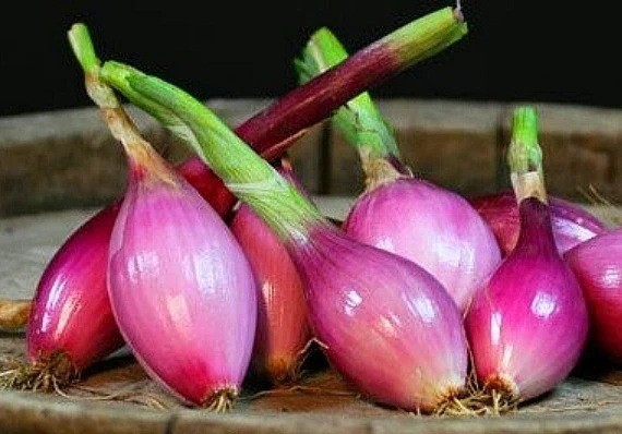Red Torpedo onion 150 – 2 Oz Seeds Sweet Intermediate Versatile Rossa di Tropea