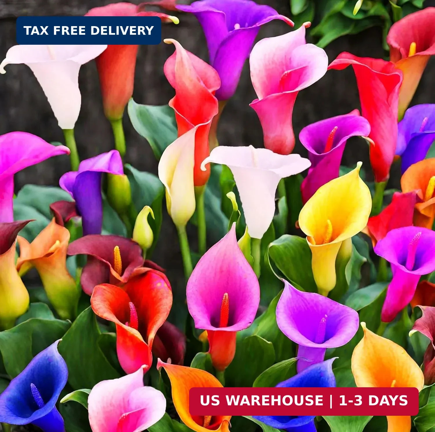 100Pcs Calla Lily Seeds Beautiful Flowers Mix Color Perennial Plant