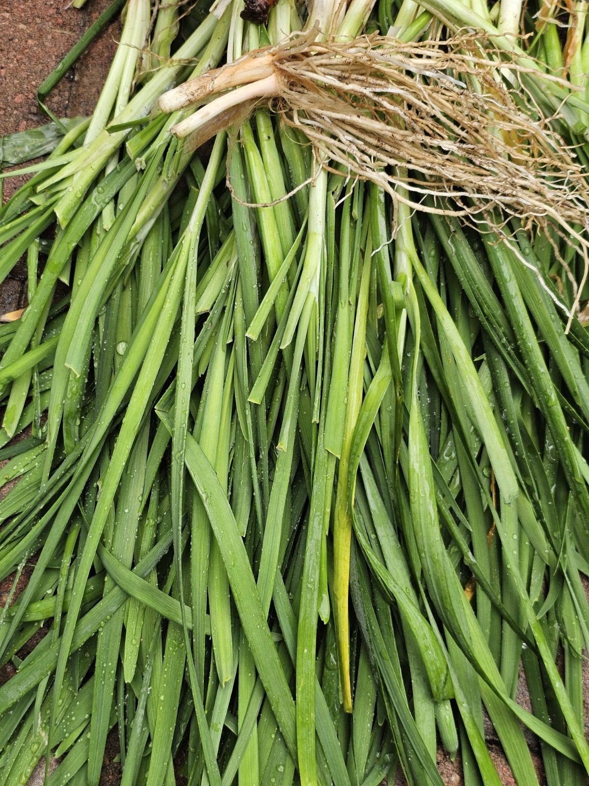 10 Garlic Chives Live Plant Bare Roots Hardy Perennial , Organically Grown.