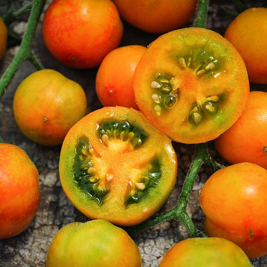 240 Isis Candy Cherry Tomato Seeds —EXTRA SWEET —- Heirloom ———- RARE