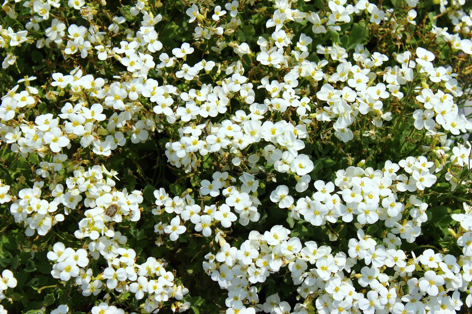 800 WHITE ALPINE ROCKCRESS Aubrieta Rock Cress Arabis Alpina Flower Seeds