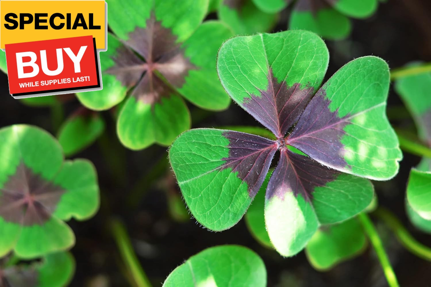 Holy Cross Shamrock Bulbs for Planting (10 Bulbs) – Fast Growing Year Round Colo