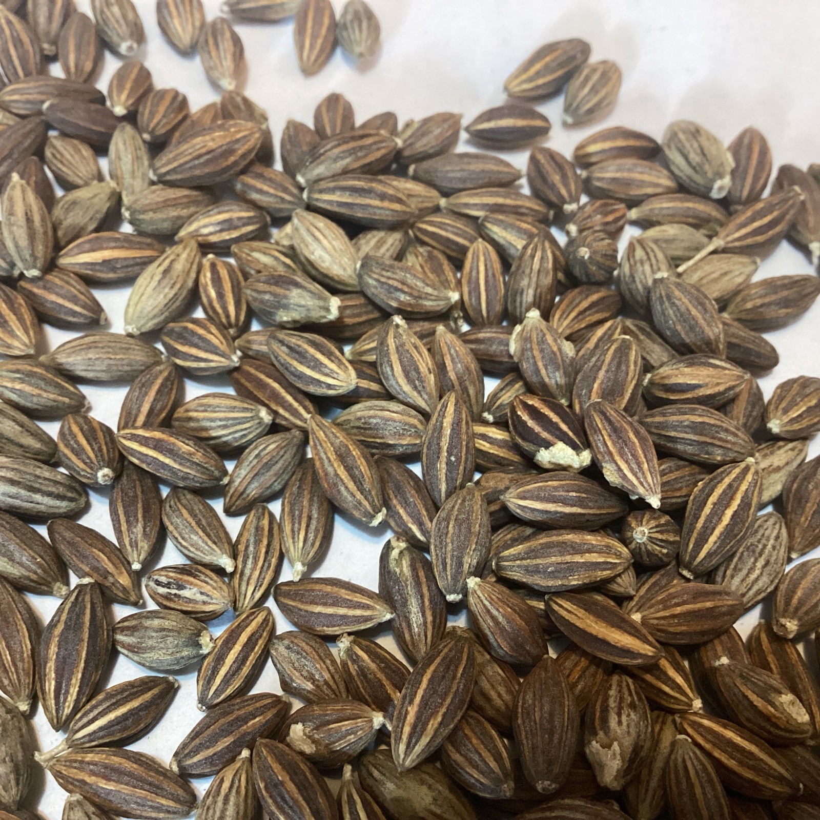 American Silverberry Tree Seeds (ELAEAGNUS COMMUTATA) (Wolf Willow) (Wolf Berry)