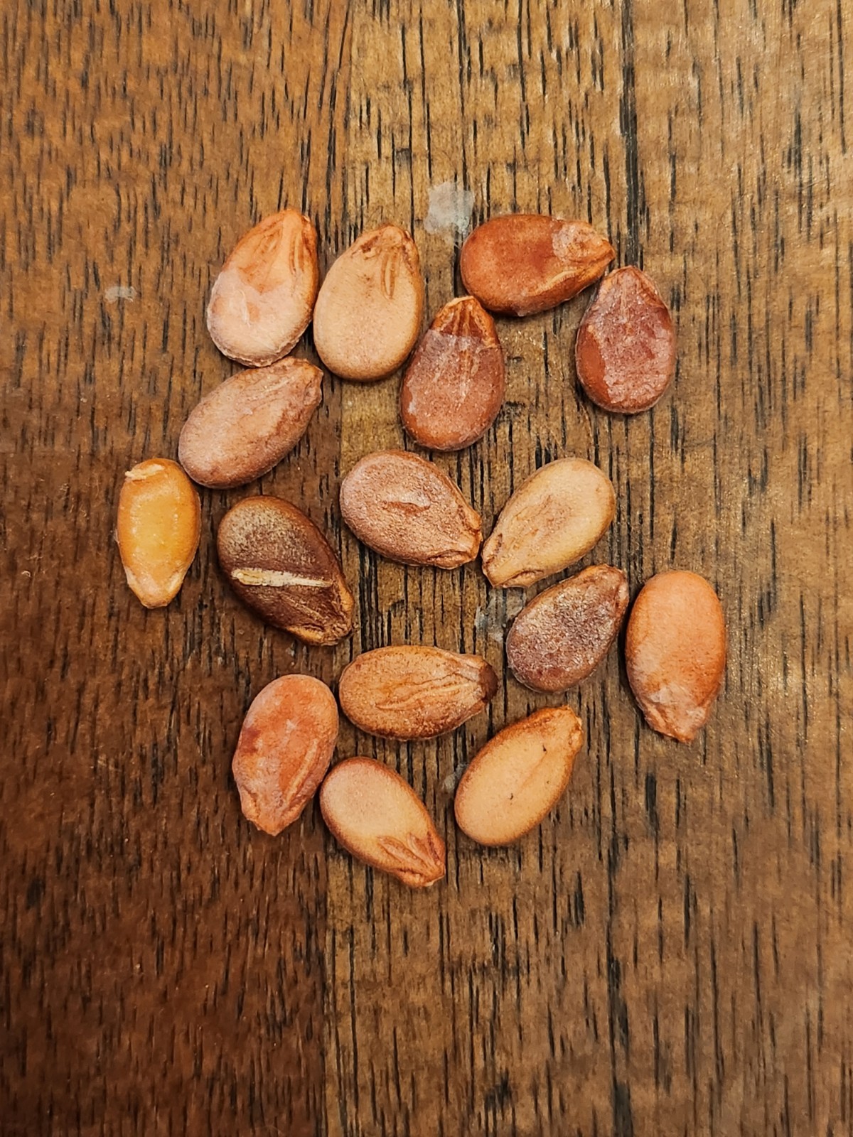 Blue Ribbon 1st Place Prize Winning Navajo Red Seeded Wetermelon Seeds seed