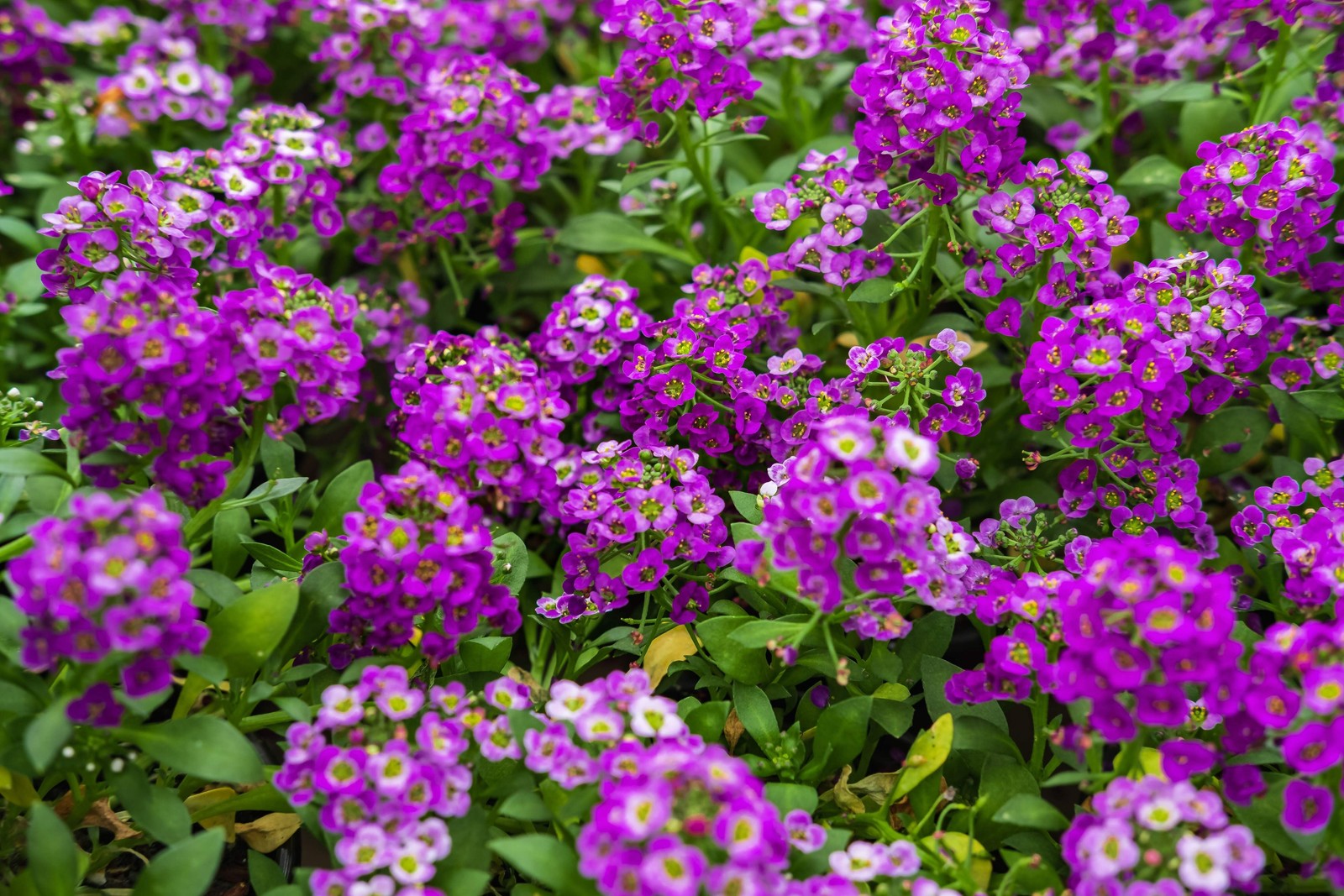 500 Sweet ALYSSUM ROYAL CARPET Lobularia Maritima Flower Seeds