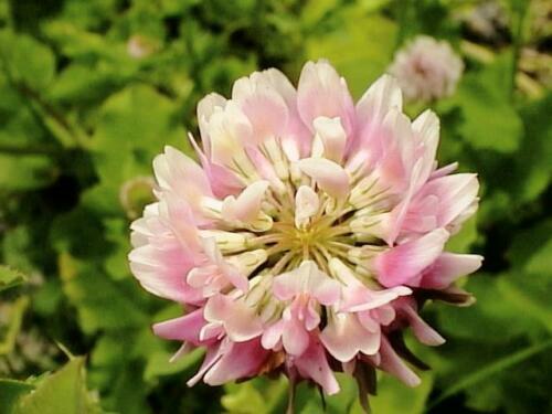 2000 Strawberry Clover Seeds Fresh Seed