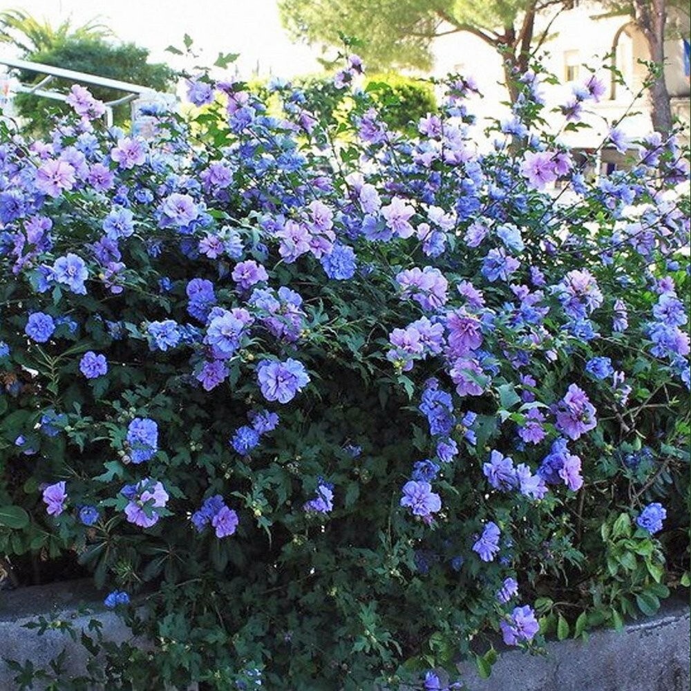 .5 gram Home Harvested Seeds – Blue Chiffon Rose of Sharon Hibiscus syriacus 