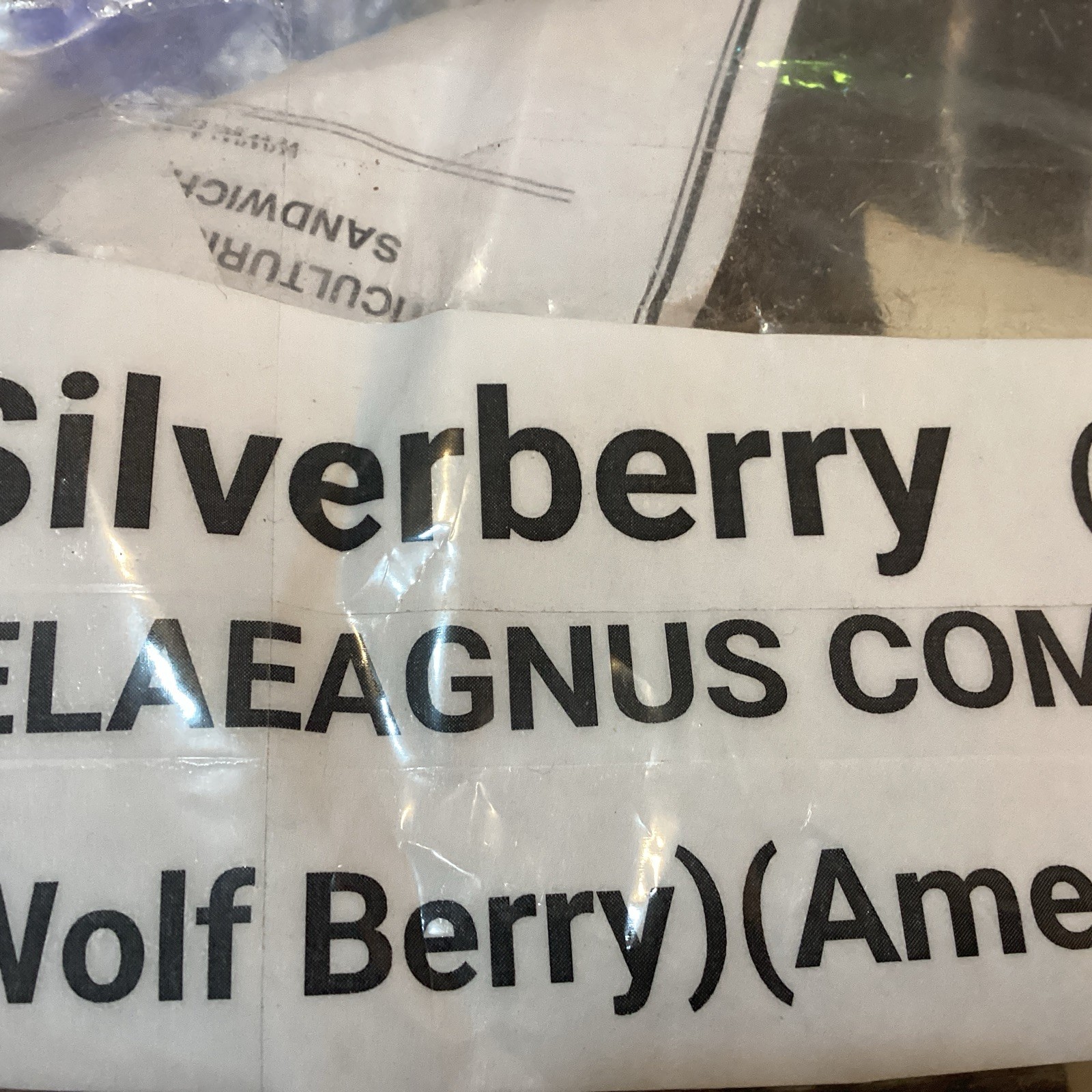 American Silverberry Tree Seeds (ELAEAGNUS COMMUTATA) (Wolf Willow) (Wolf Berry)