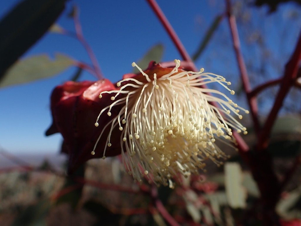 Eucalyptus kingsmillii Seeds – ‘Kingsmill’s Mallee’
