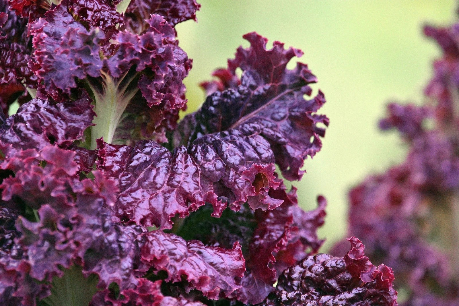 1000+ RUBY RED LETTUCE SEEDS ——— RARE