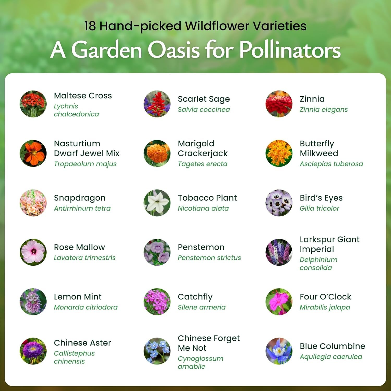 Create a Beautiful Butterfly & Hummingbird Garden – 60,000 Seed Wildflower Mix