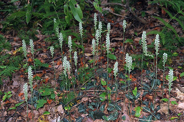 Rattlesnake Orchid 5 roots perennial