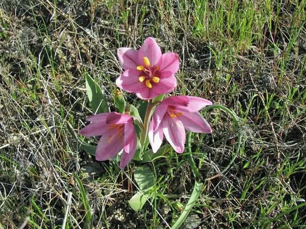 Fritillaria pluriflora | Adobe Lily | 5 Seeds