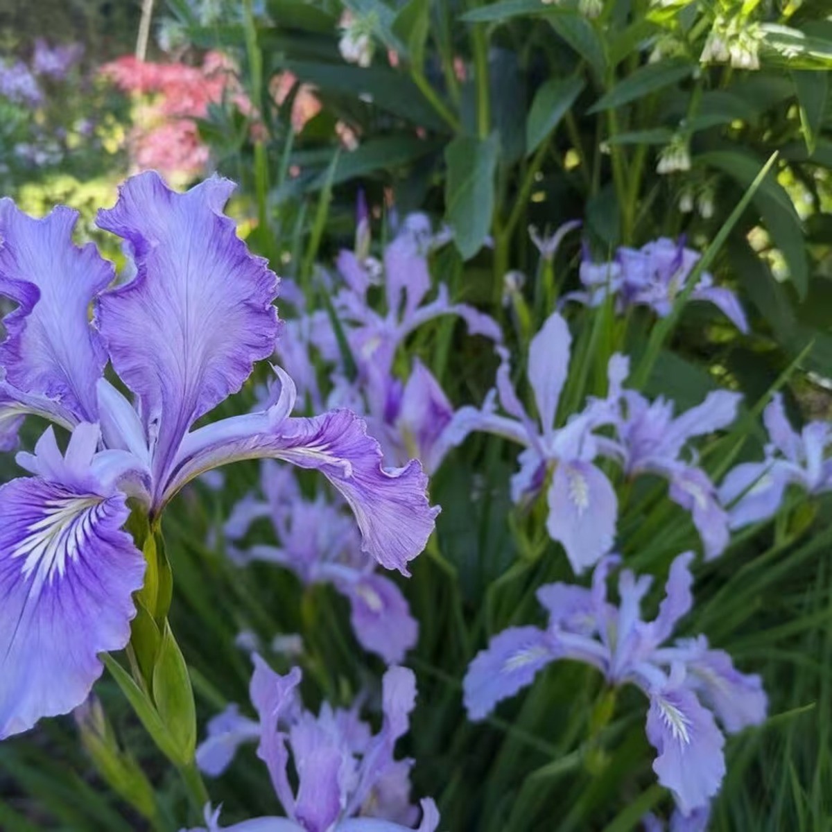 500+ Purple Blue Iris Seeds New Crop Violet Iris Flowers Seeds