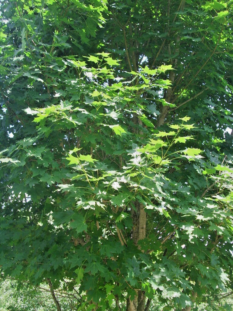 20 SHANTUNG MAPLE SEEDS – Acer truncatum