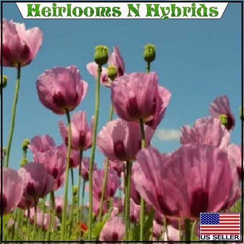 10,000 Hi Germination Turkish Papevaer Somiferum Poppy Seeds Ready For Planting